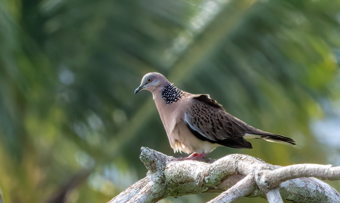 Spotted Dove - ML609751183