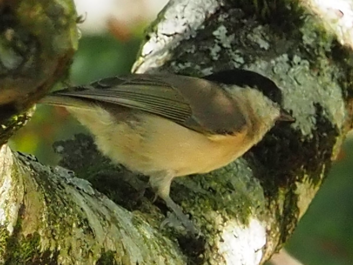 Marsh Tit - José Luis Sobrino González