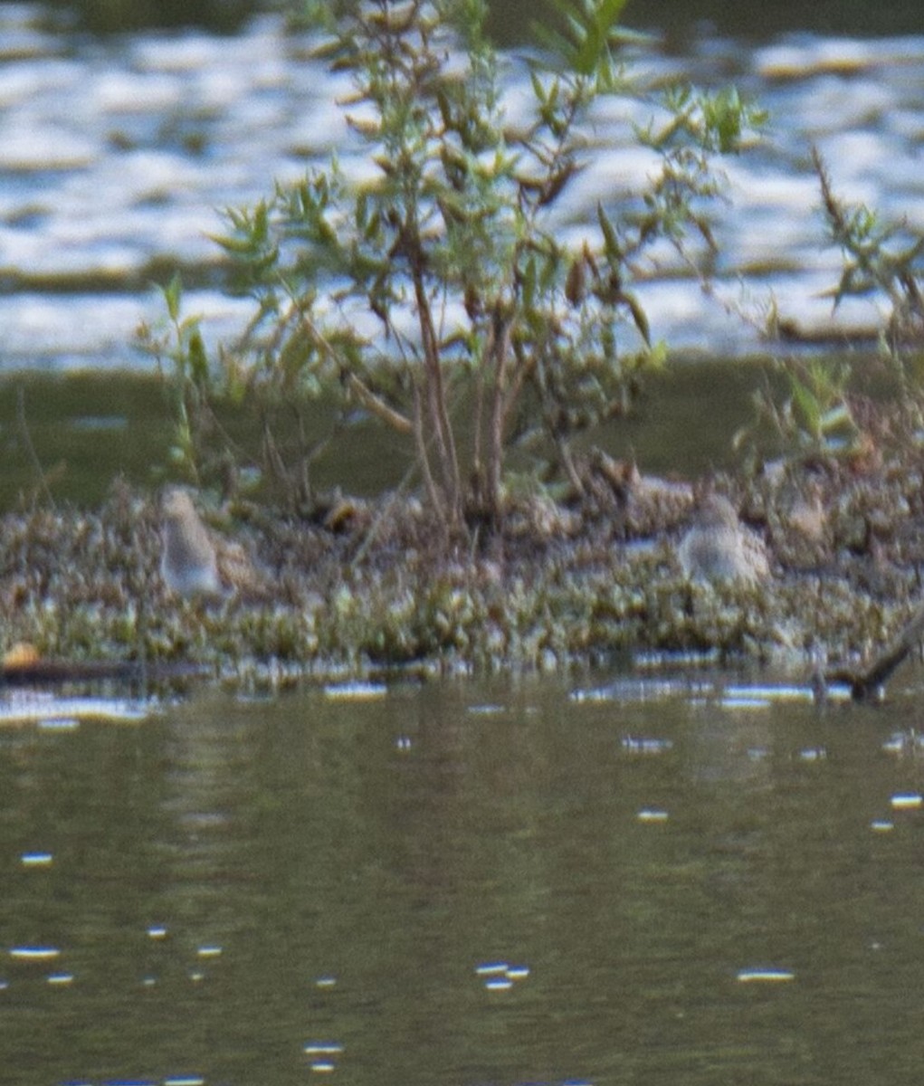 Pectoral Sandpiper - ML609751235