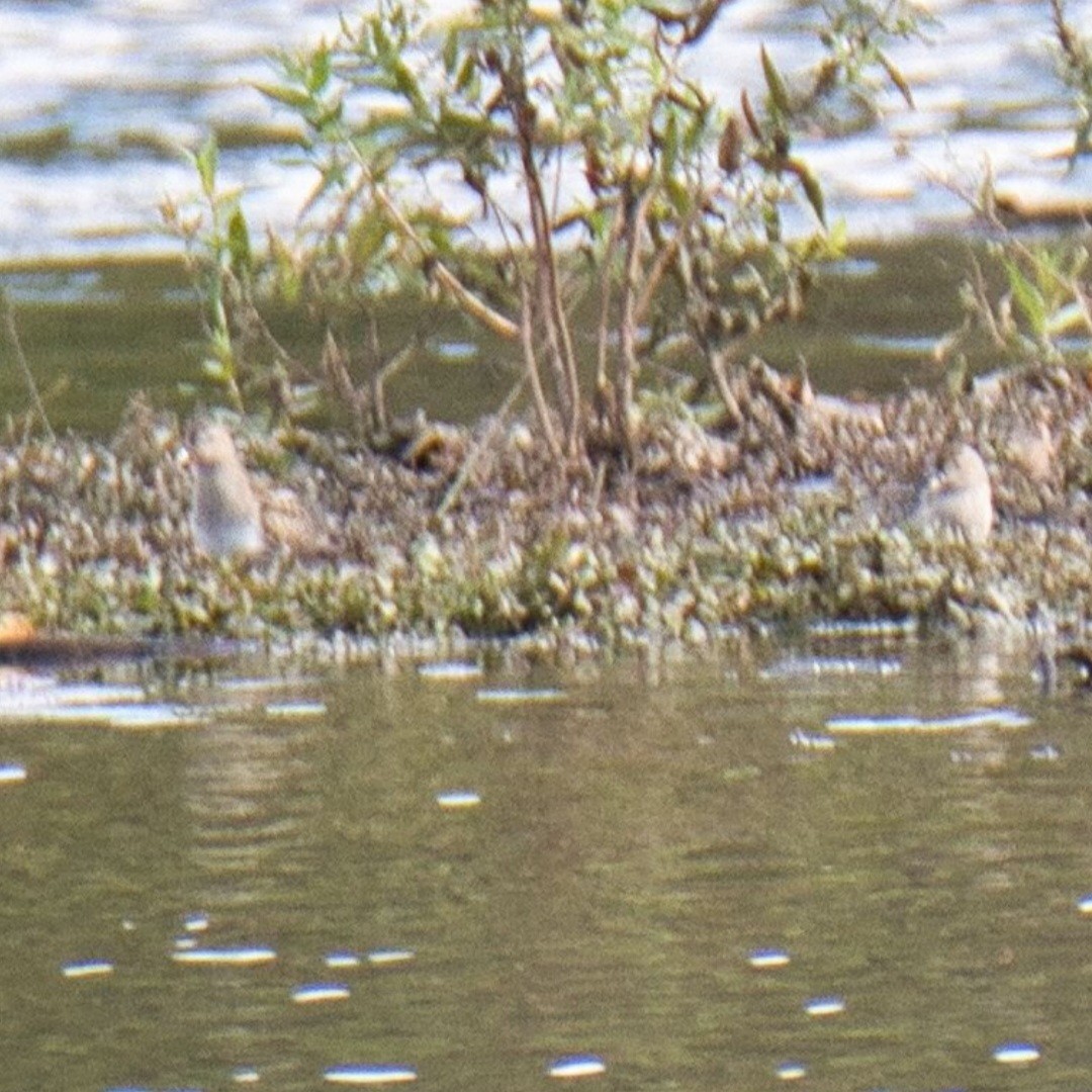 Pectoral Sandpiper - ML609751236