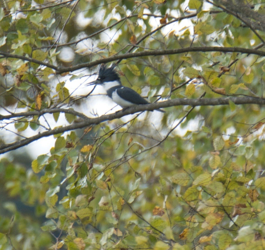 Belted Kingfisher - ML609751251