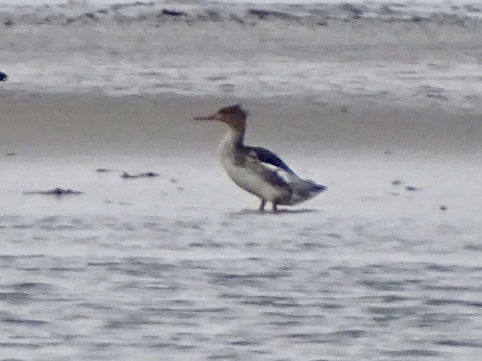 Red-breasted Merganser - ML609751408