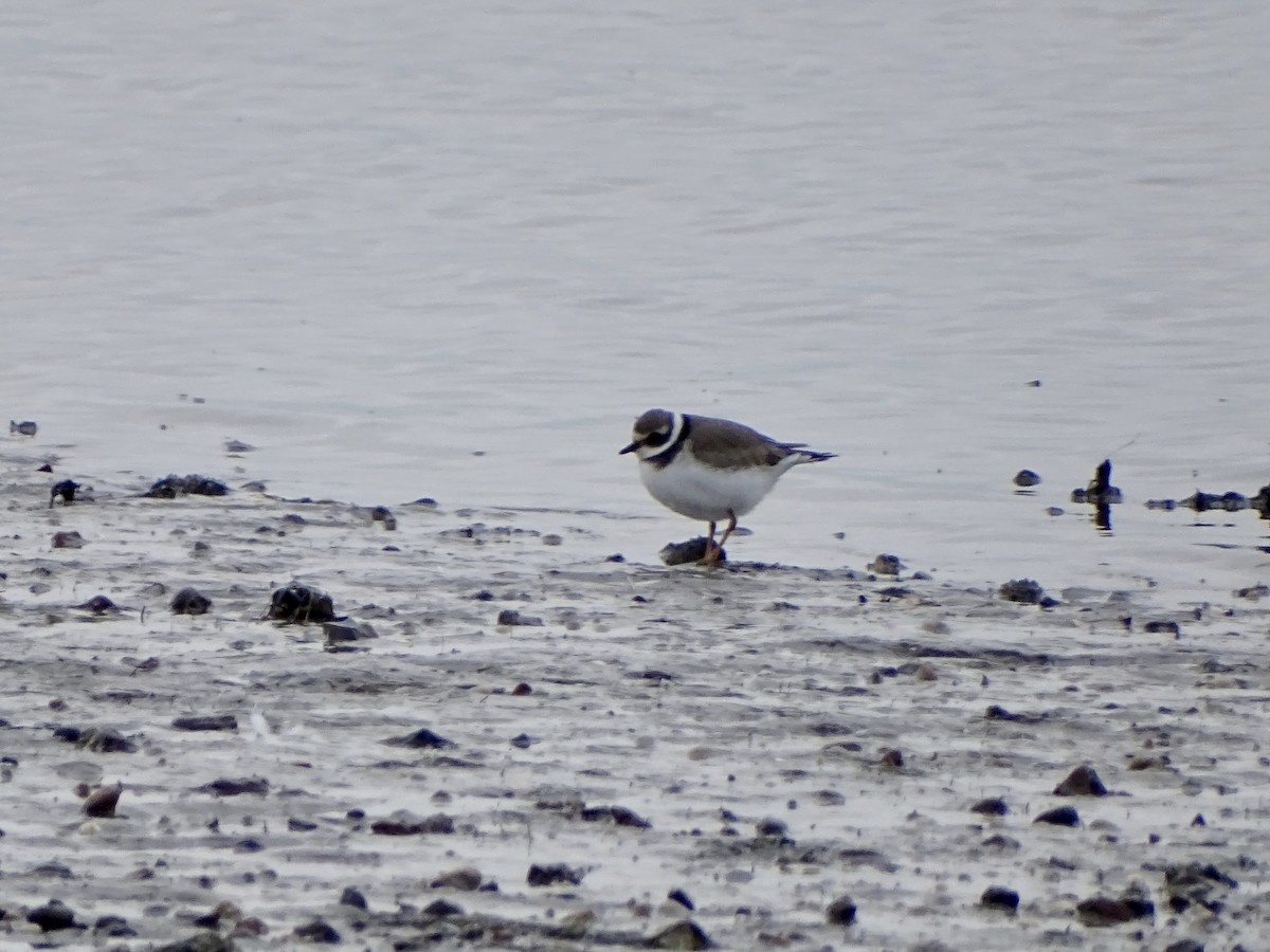 Common Ringed Plover - ML609751426