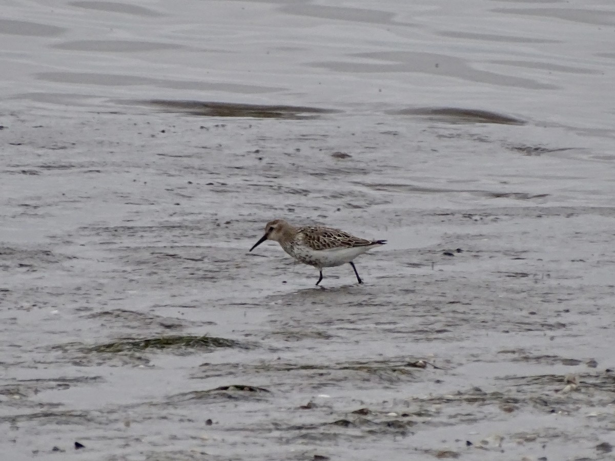 Dunlin - ML609751446