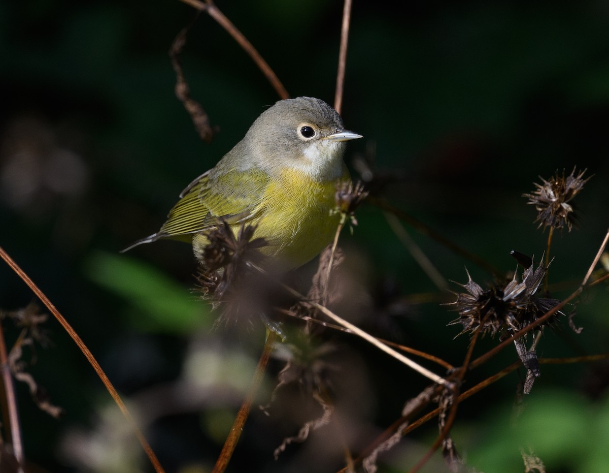 Nashville Warbler - ML609751482