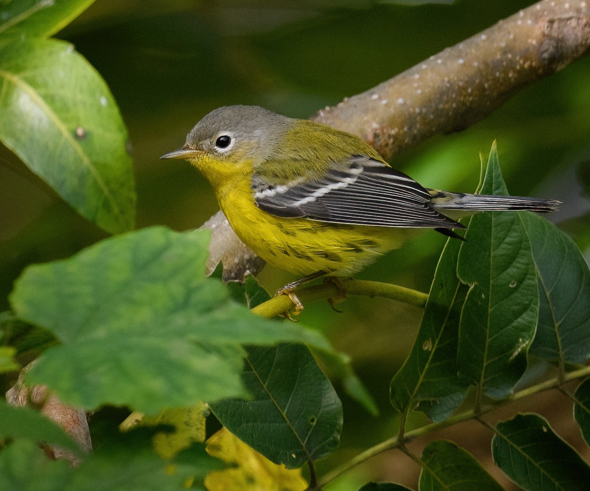 Magnolia Warbler - ML609751494