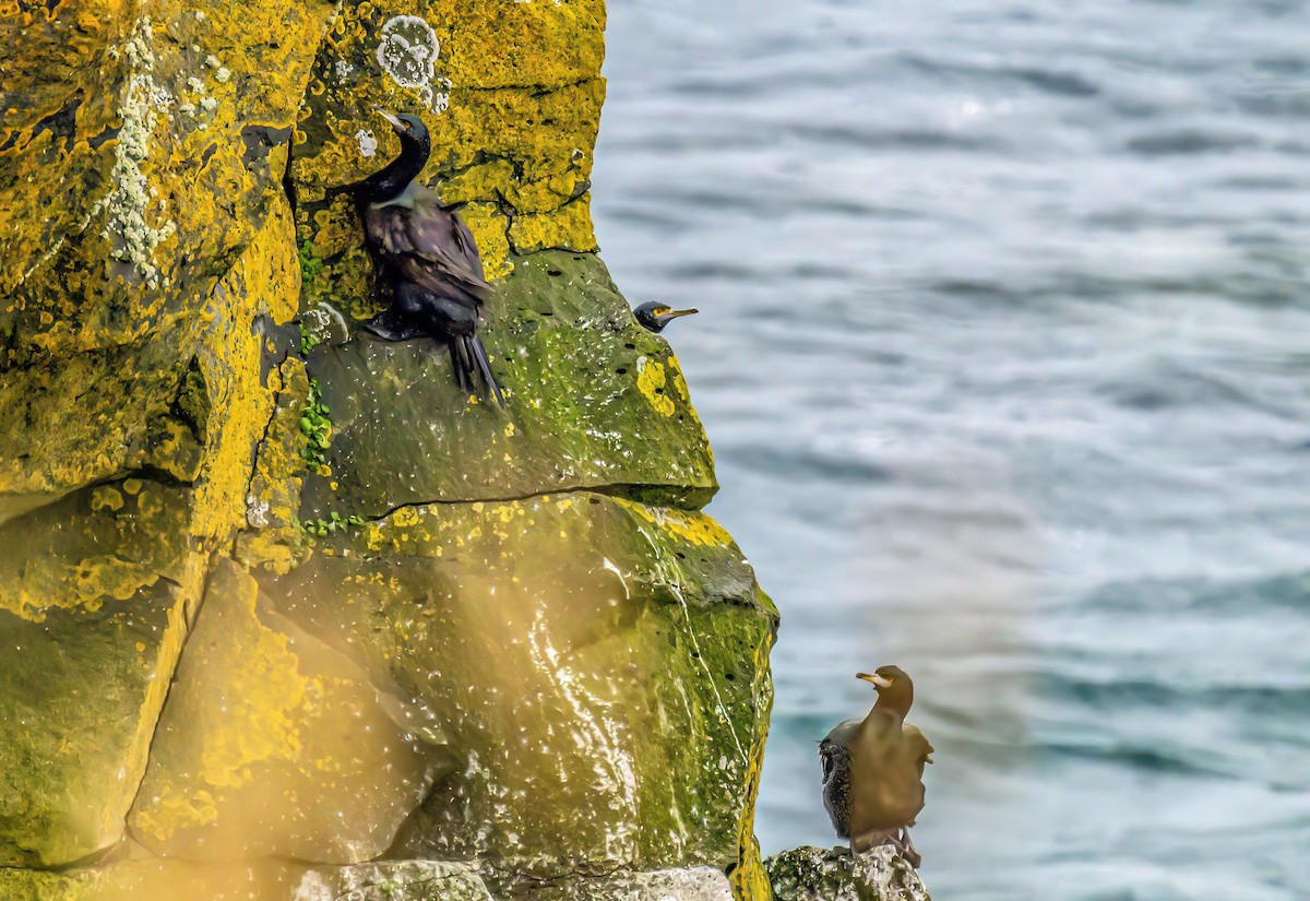 Red-faced Cormorant - Christine Andrews