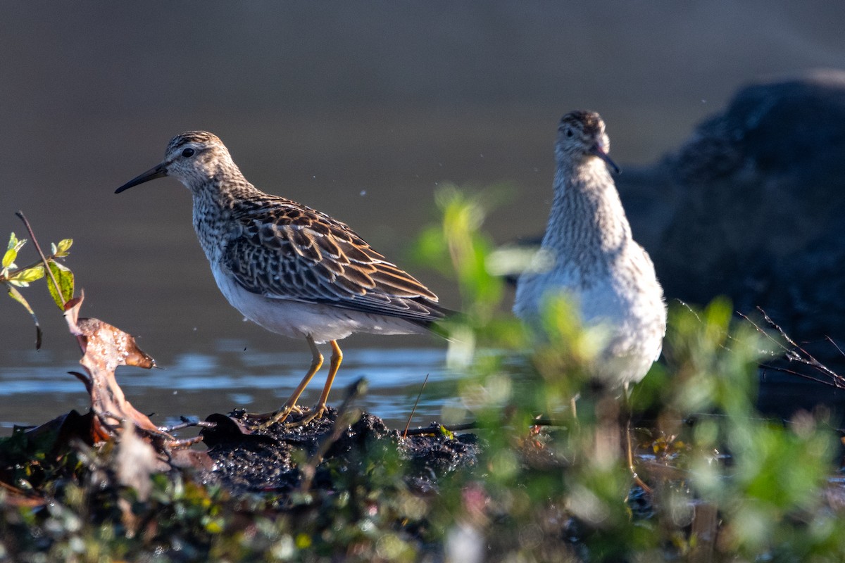 アメリカウズラシギ - ML609751529