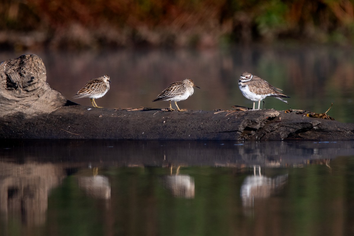 Pectoral Sandpiper - ML609751530