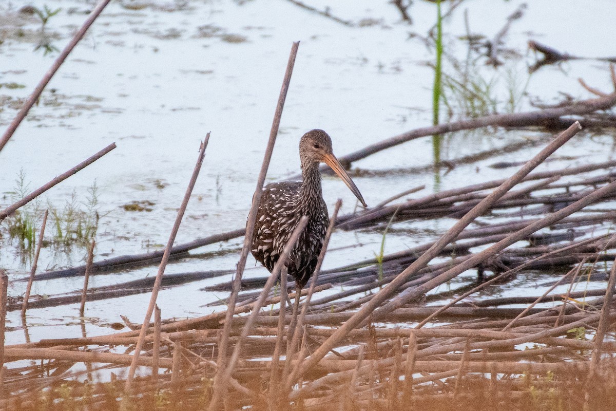 Limpkin - ML609751575
