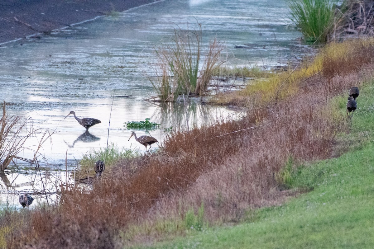 Limpkin - ML609751576