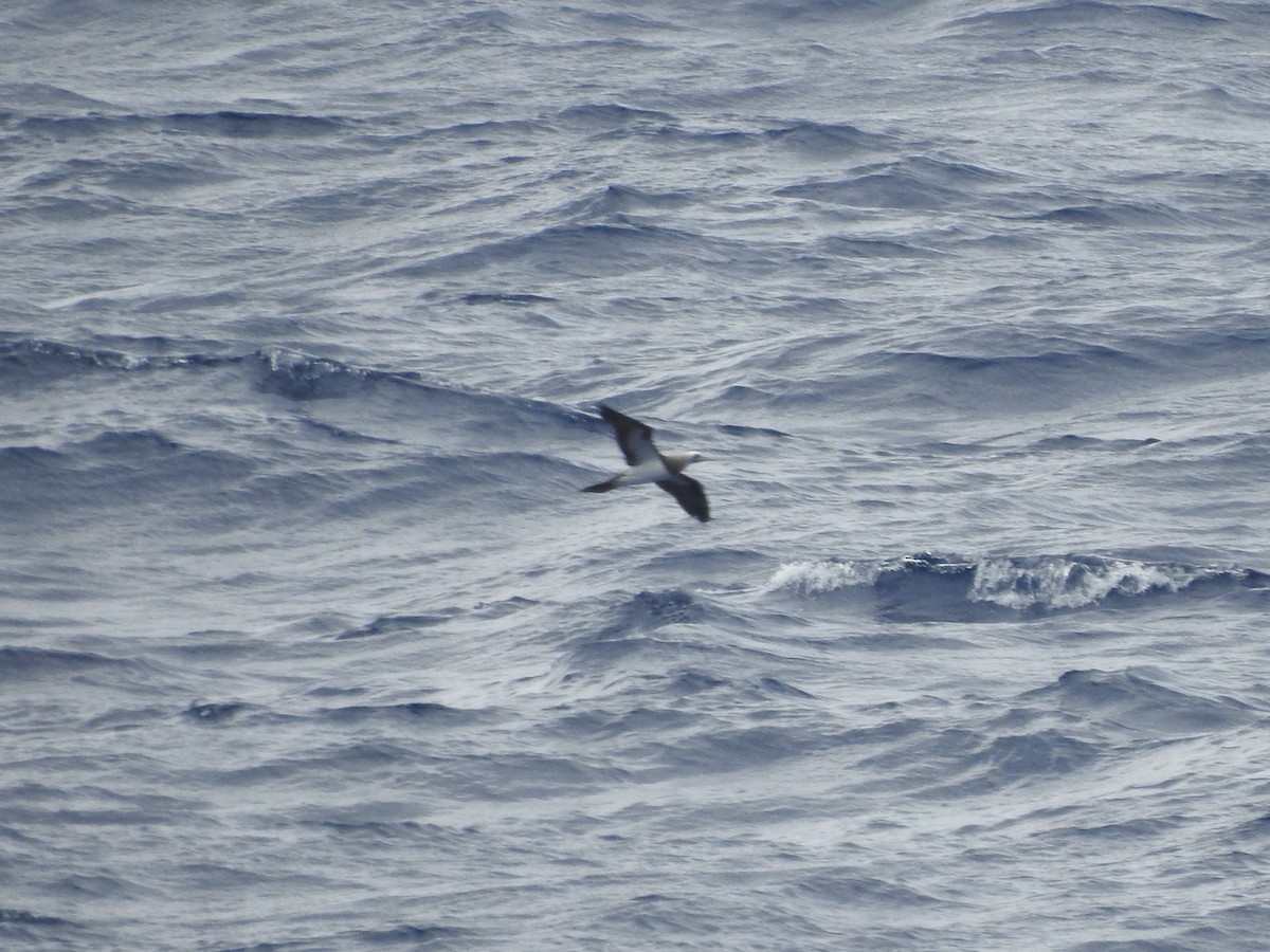 Brown Booby (Brewster's) - ML609751605