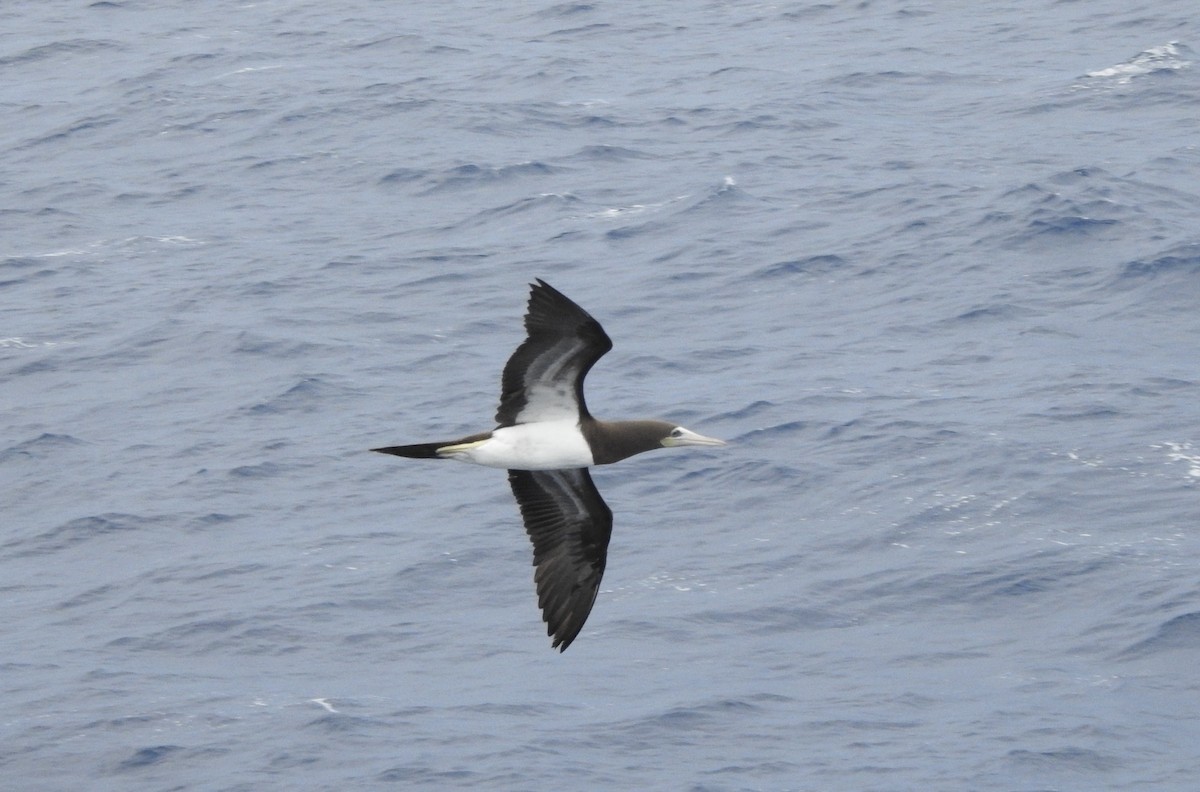 Brown Booby - ML609751610