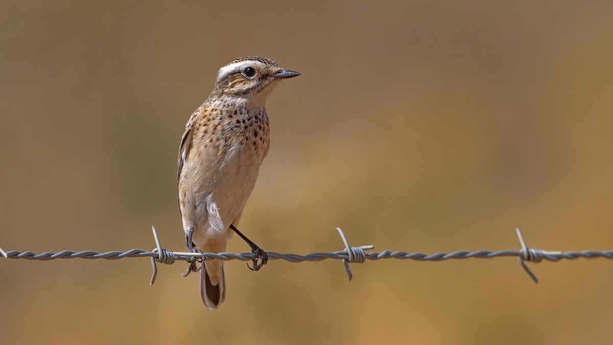 Whinchat - ML609751719