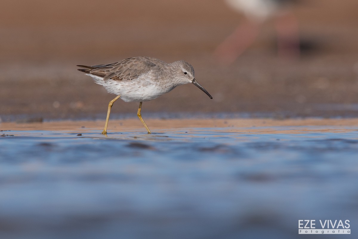 Stilt Sandpiper - ML609751777