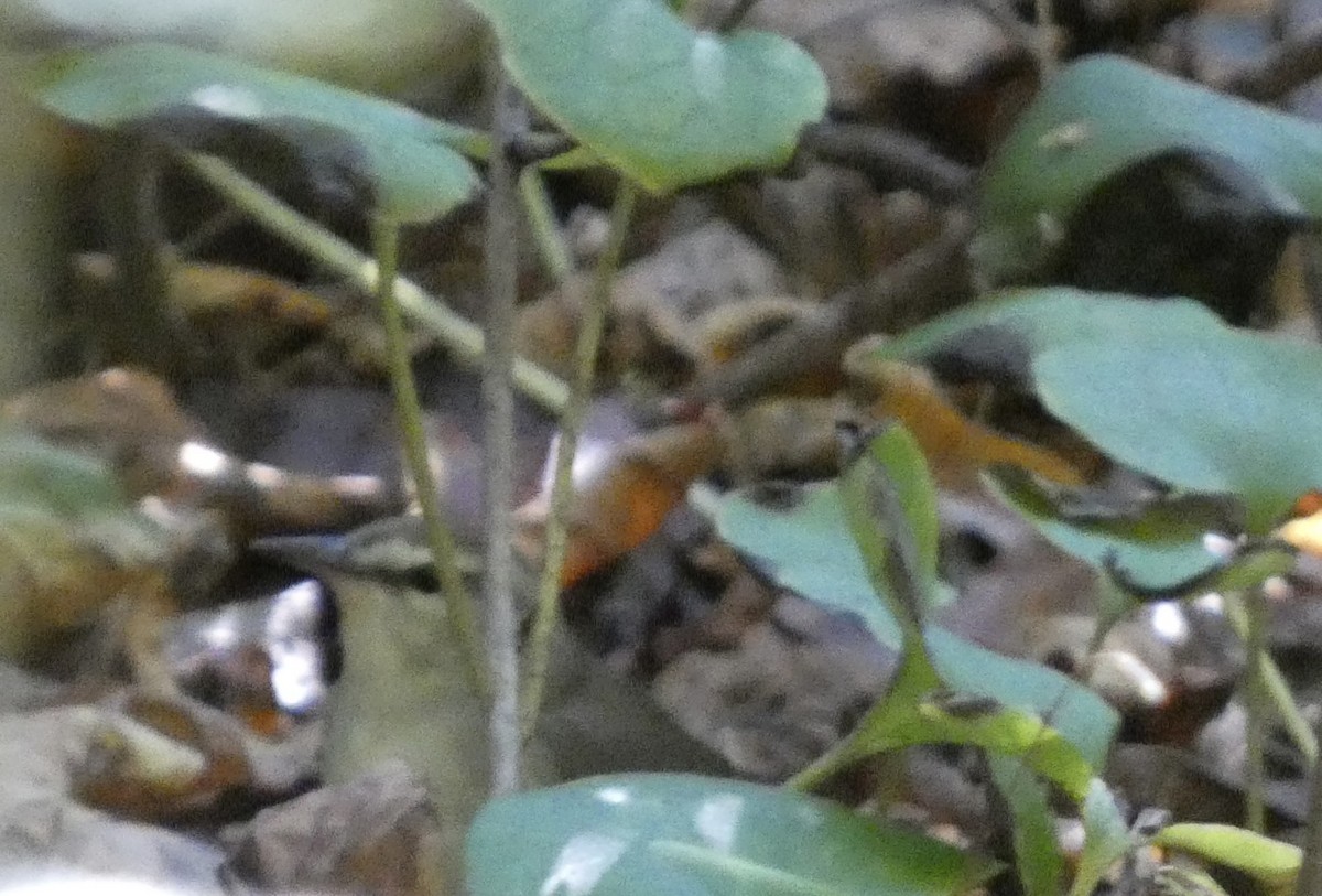 Swainson's Warbler - Kerry Eckhardt