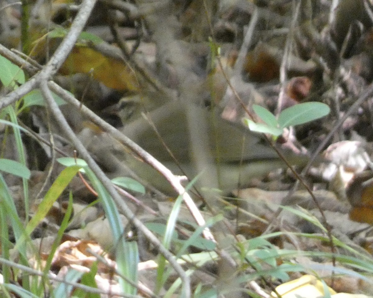 Swainson's Warbler - ML609751886