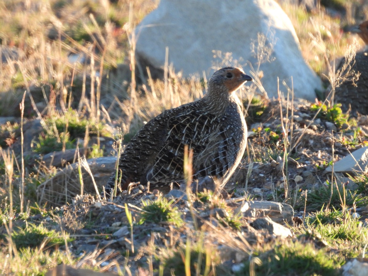 Gray Partridge - ML609751905