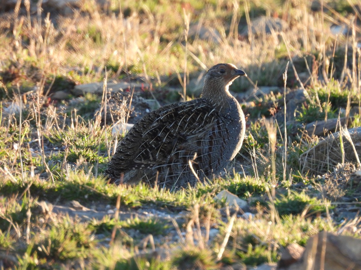 Gray Partridge - ML609751908