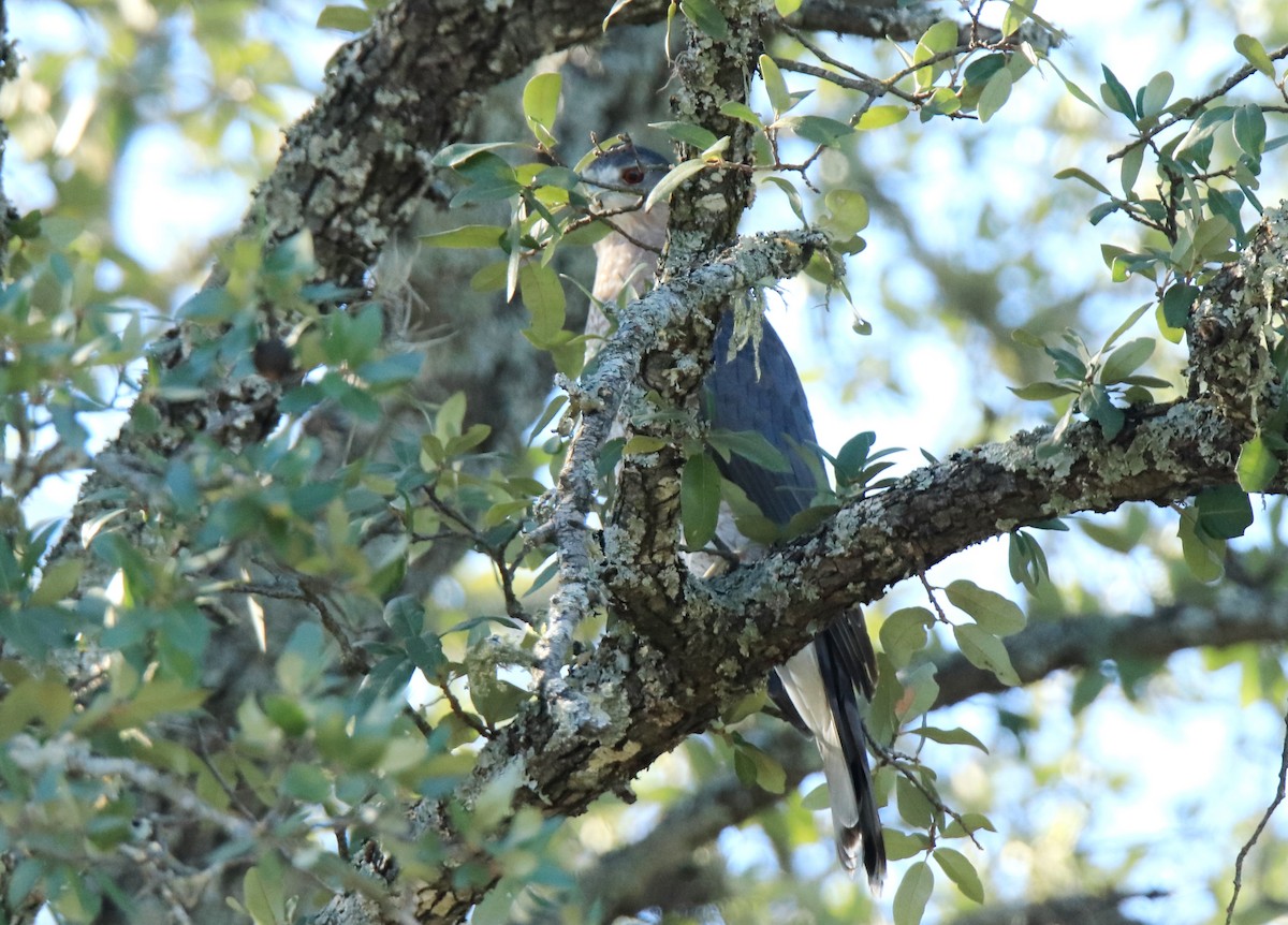 Cooper's Hawk - ML609751985