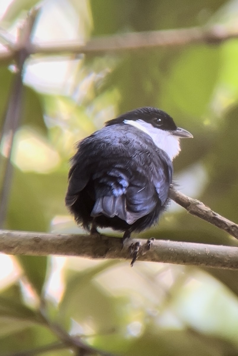 White-bibbed Manakin - ML609752048