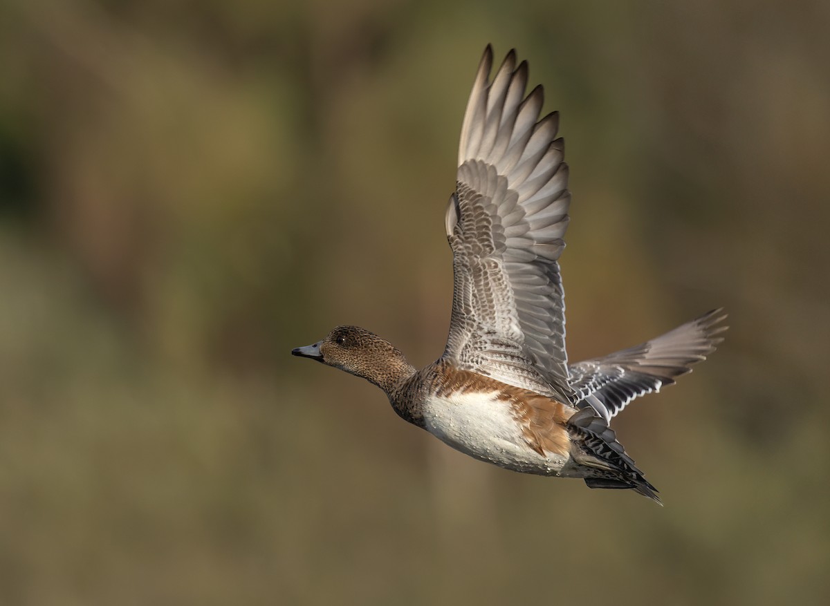 Eurasian Wigeon - ML609752114