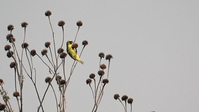 Black-faced Canary - ML609752261