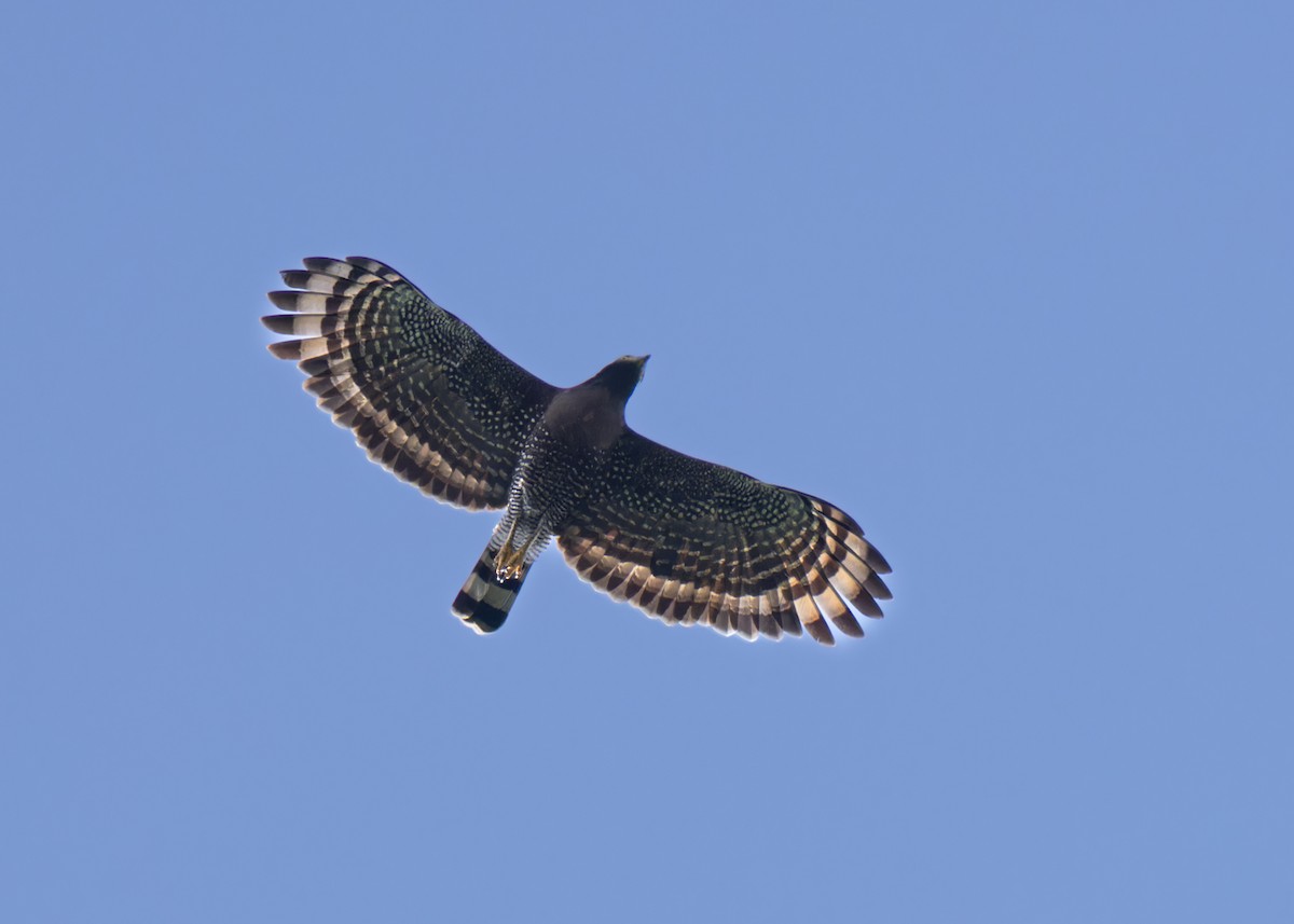 Sulawesi Serpent-Eagle - ML609752279