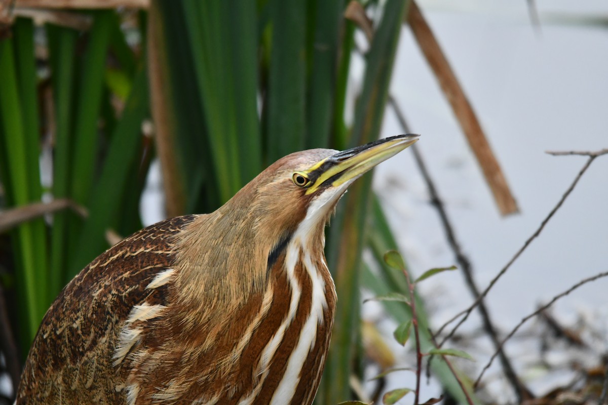 American Bittern - ML609752313