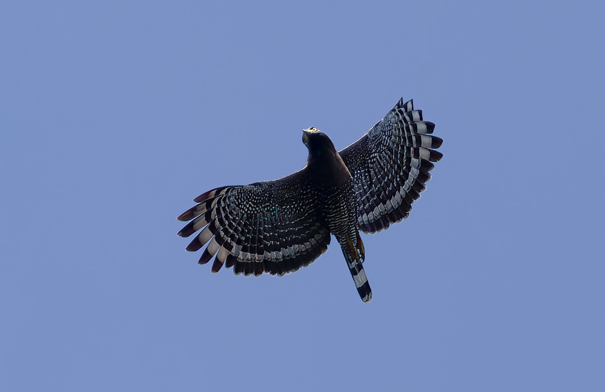 Sulawesi Serpent-Eagle - ML609752379