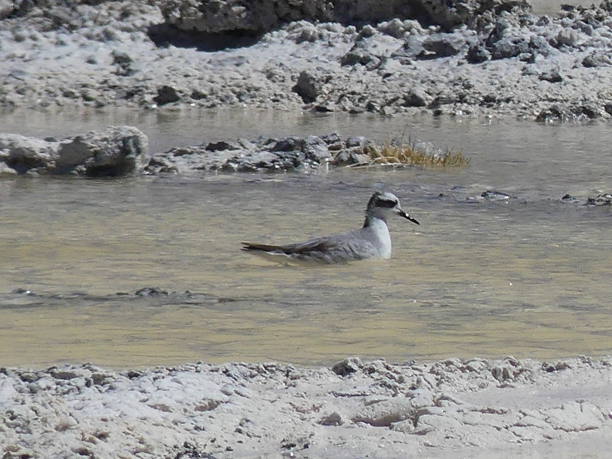 Phalarope à bec large - ML609752385