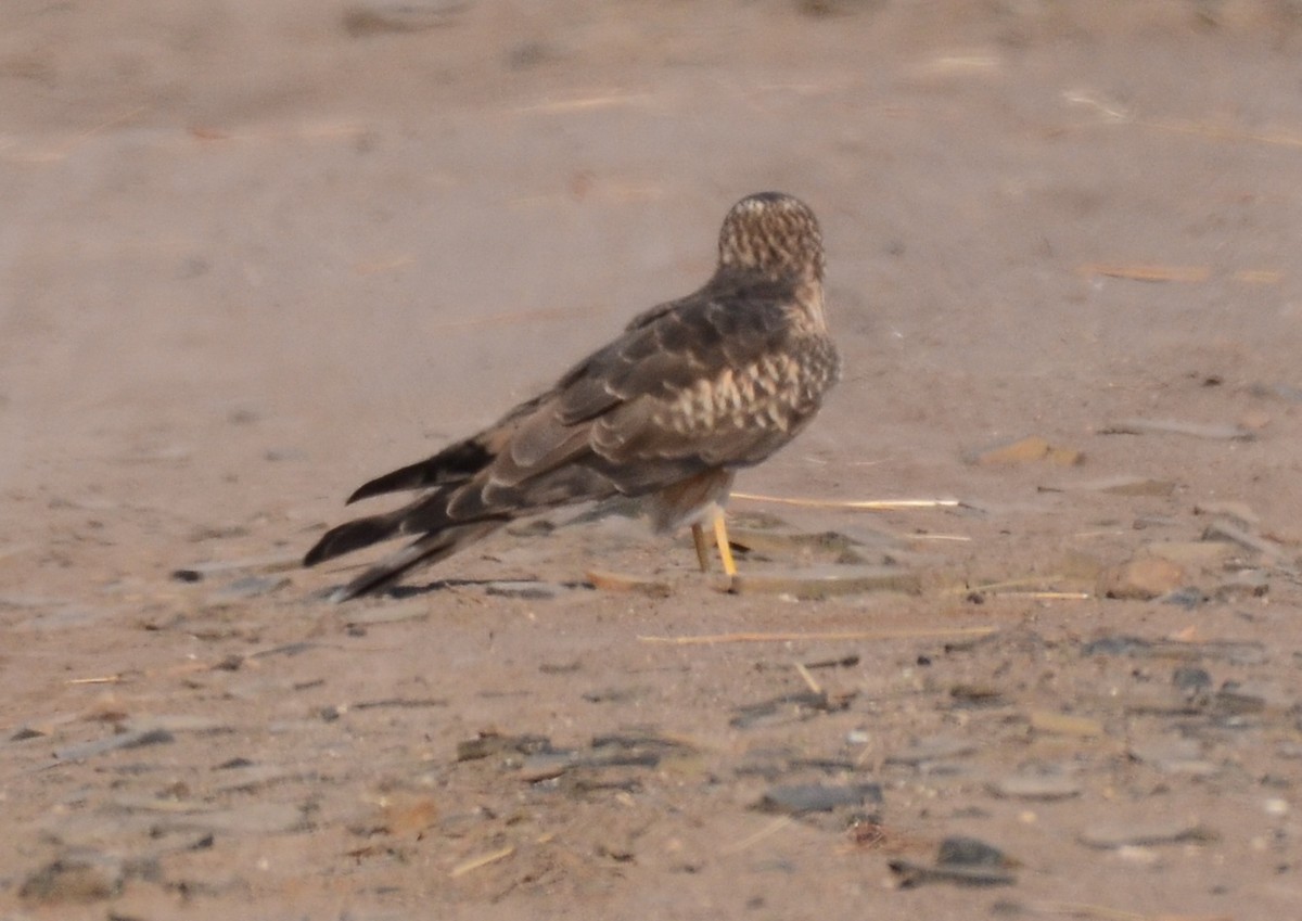 Montagu's Harrier - Premchand Reghuvaran