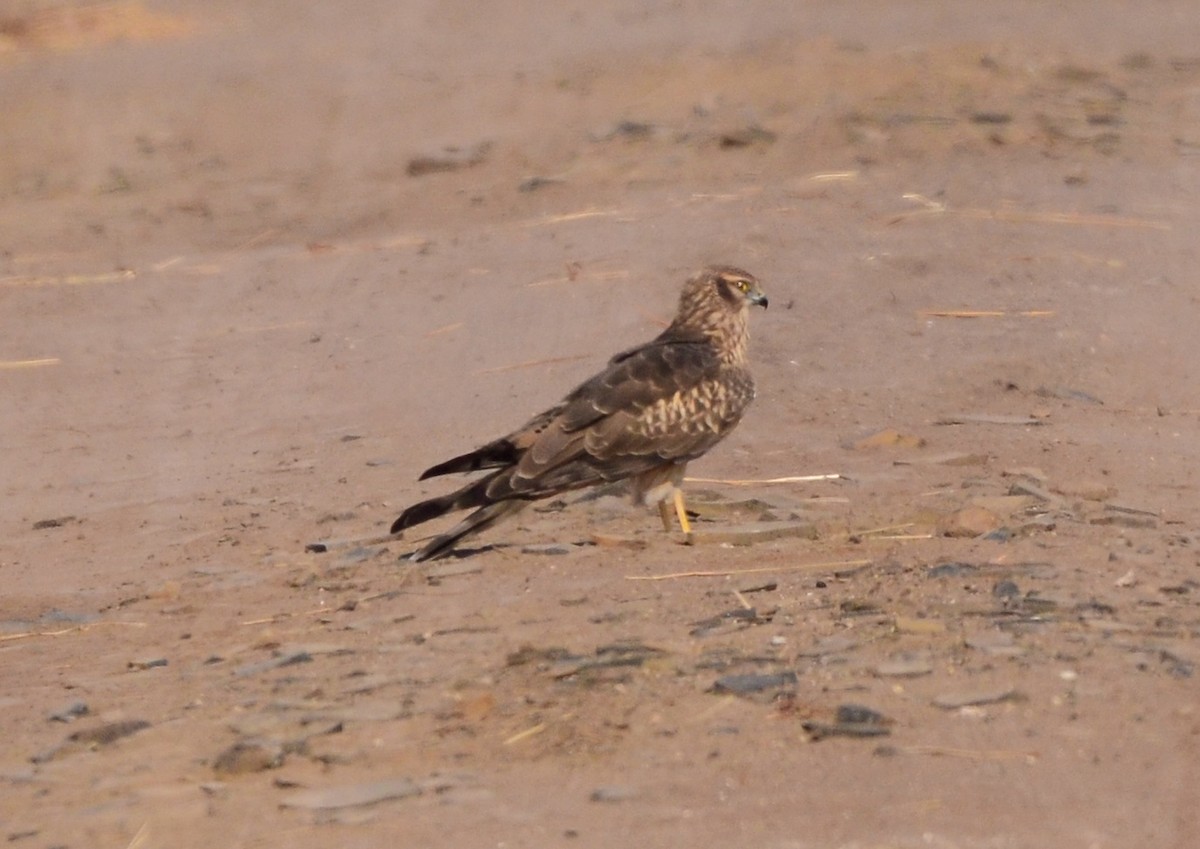 Montagu's Harrier - ML609752429