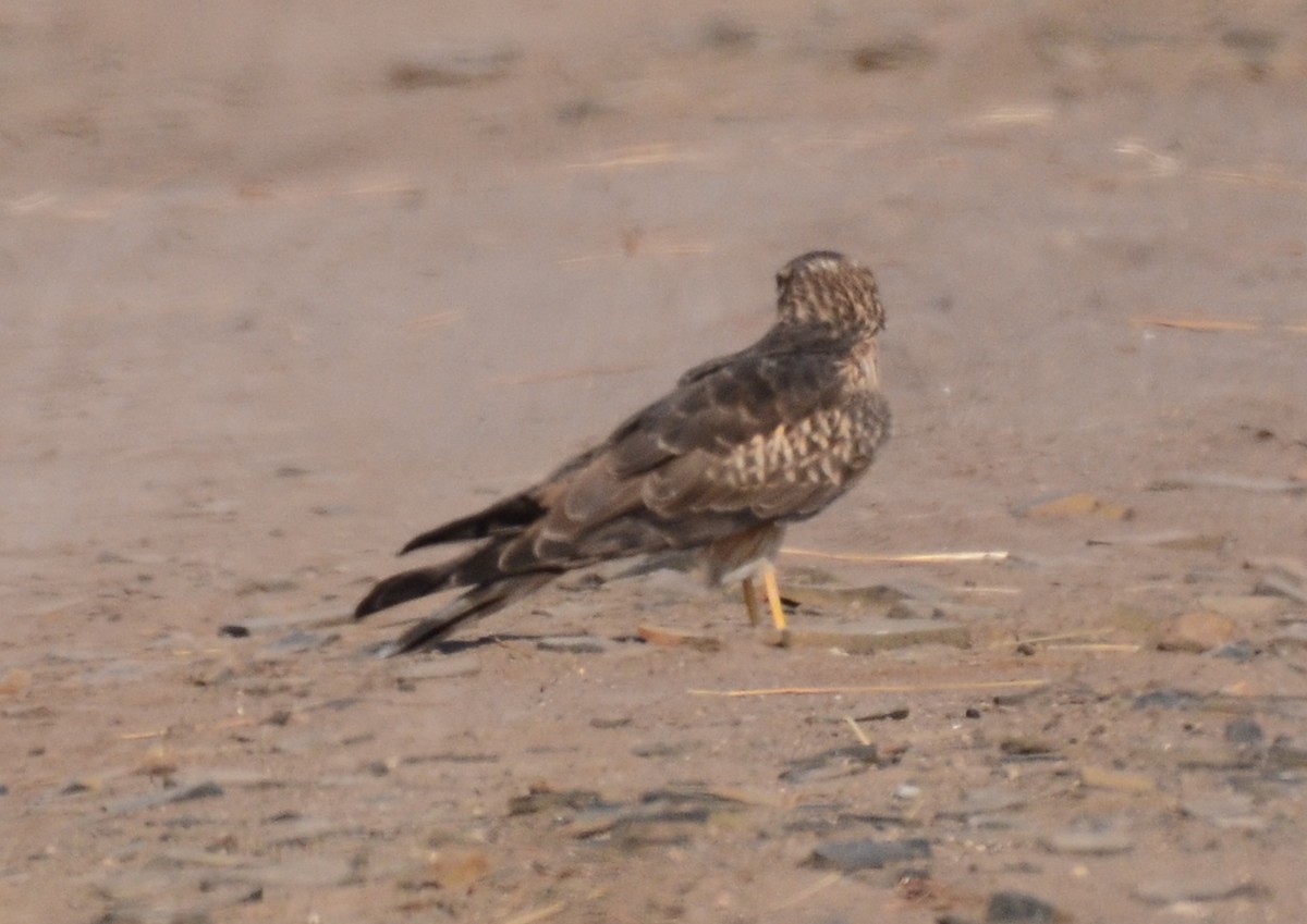 Montagu's Harrier - ML609752430