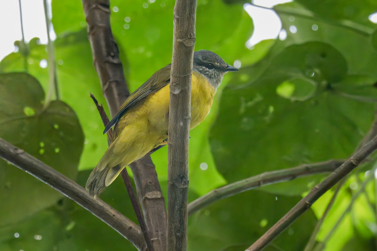 Bulbul del Kilimanjaro (kikuyuensis) - ML609752489