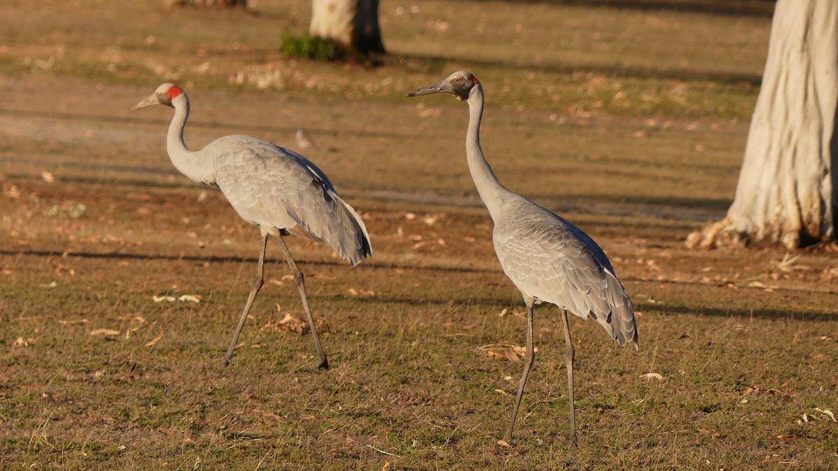 Grue brolga - ML609752552