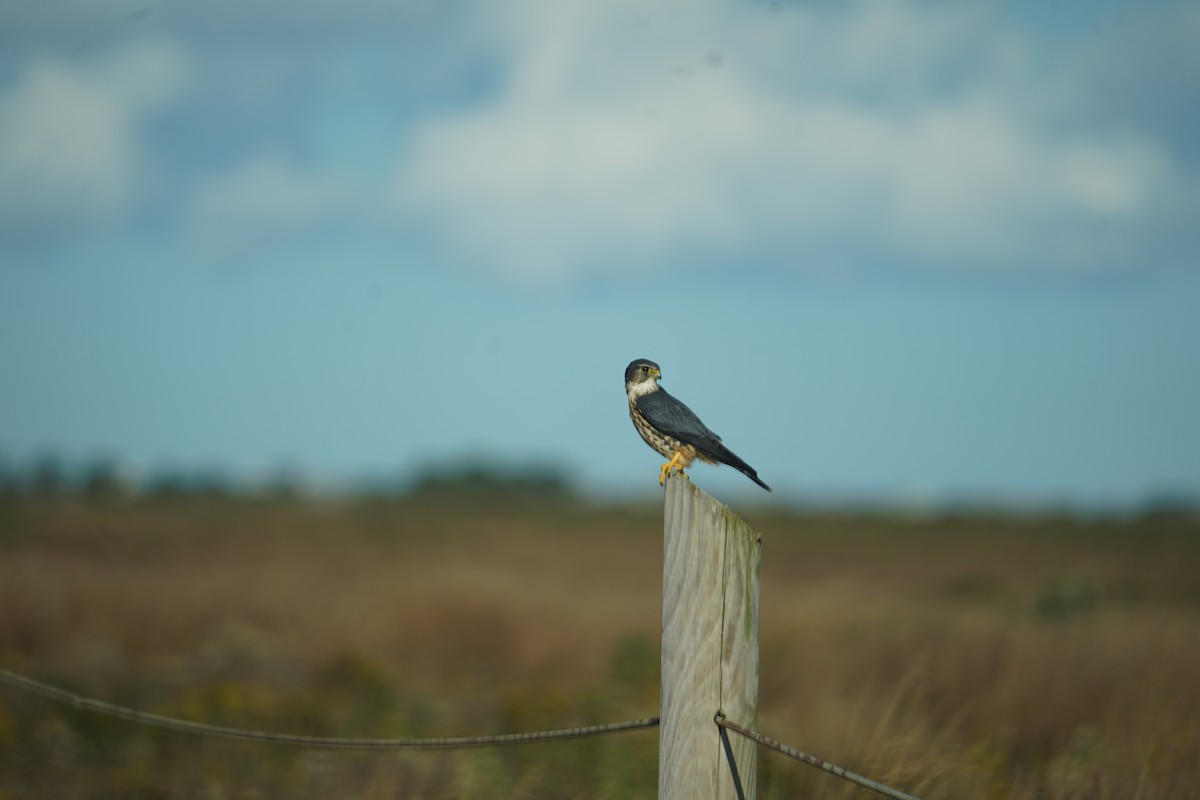 Merlin - ML609752562