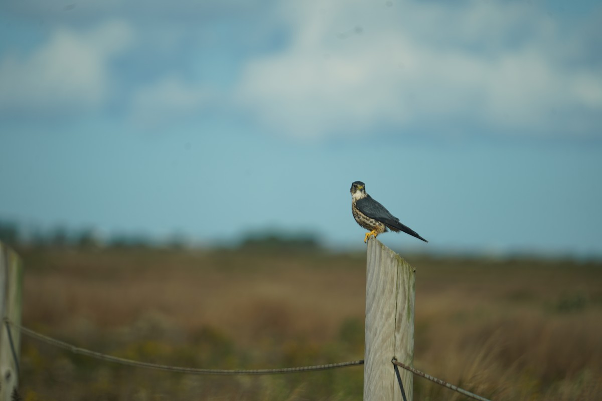 Merlin - ML609752568