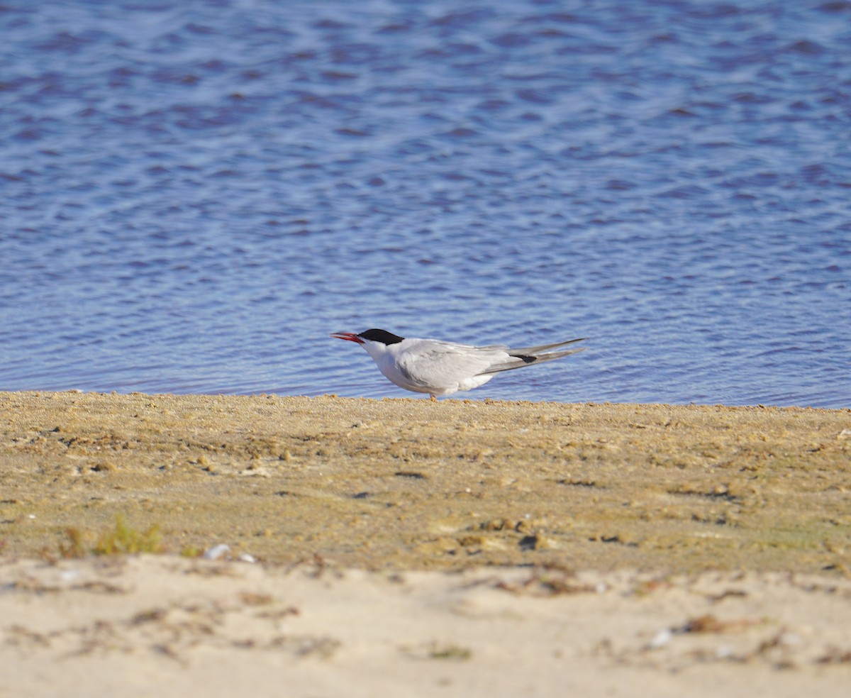 Common Tern - ML609752623