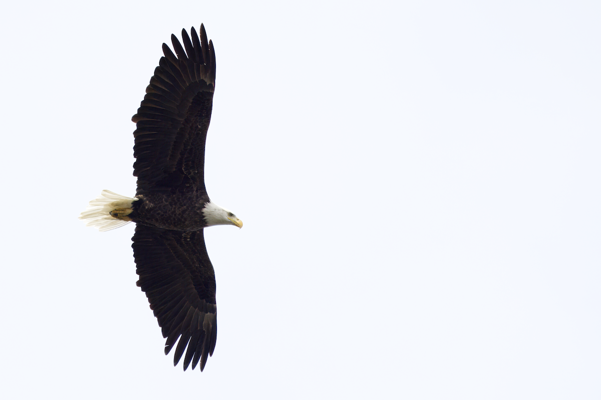 Bald Eagle - ML609752650