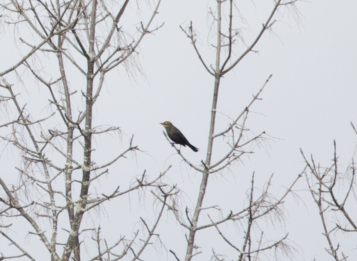 Rusty Blackbird - ML609752661