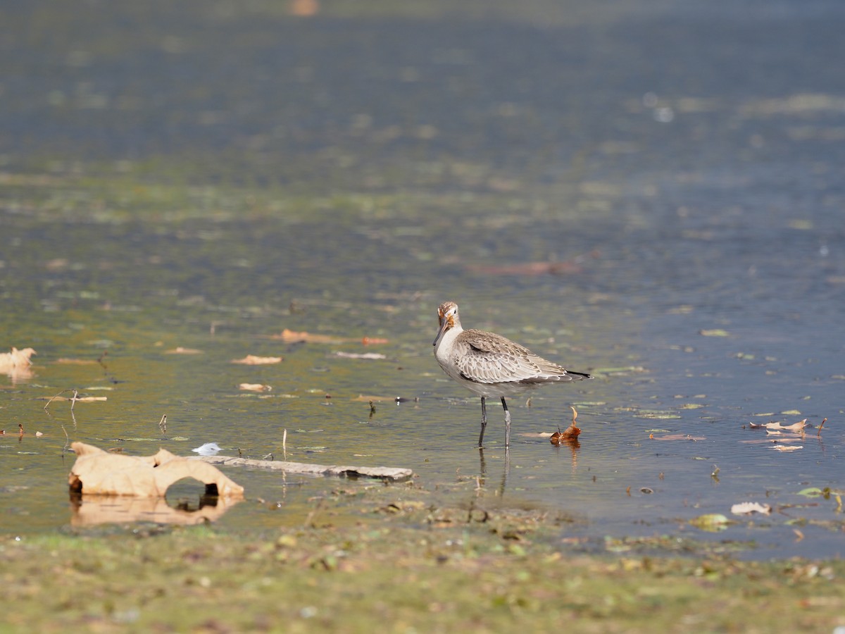 Hudsonian Godwit - ML609752665