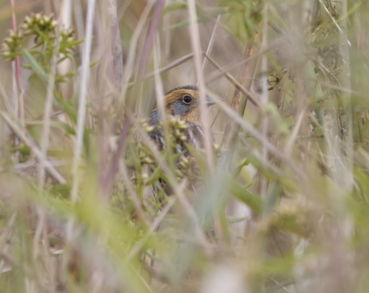 Nelson's Sparrow (Interior) - ML609752816