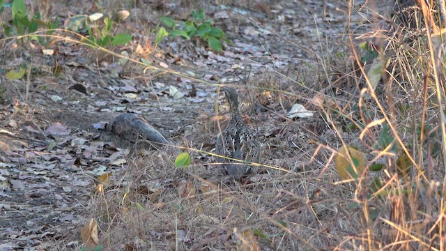 Francolin de Whyte - ML609752866