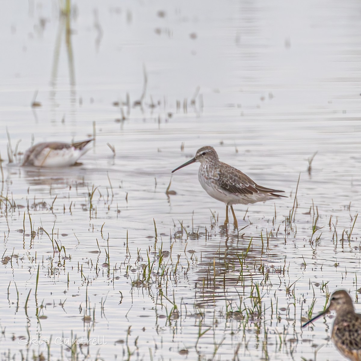 Stilt Sandpiper - ML609752980