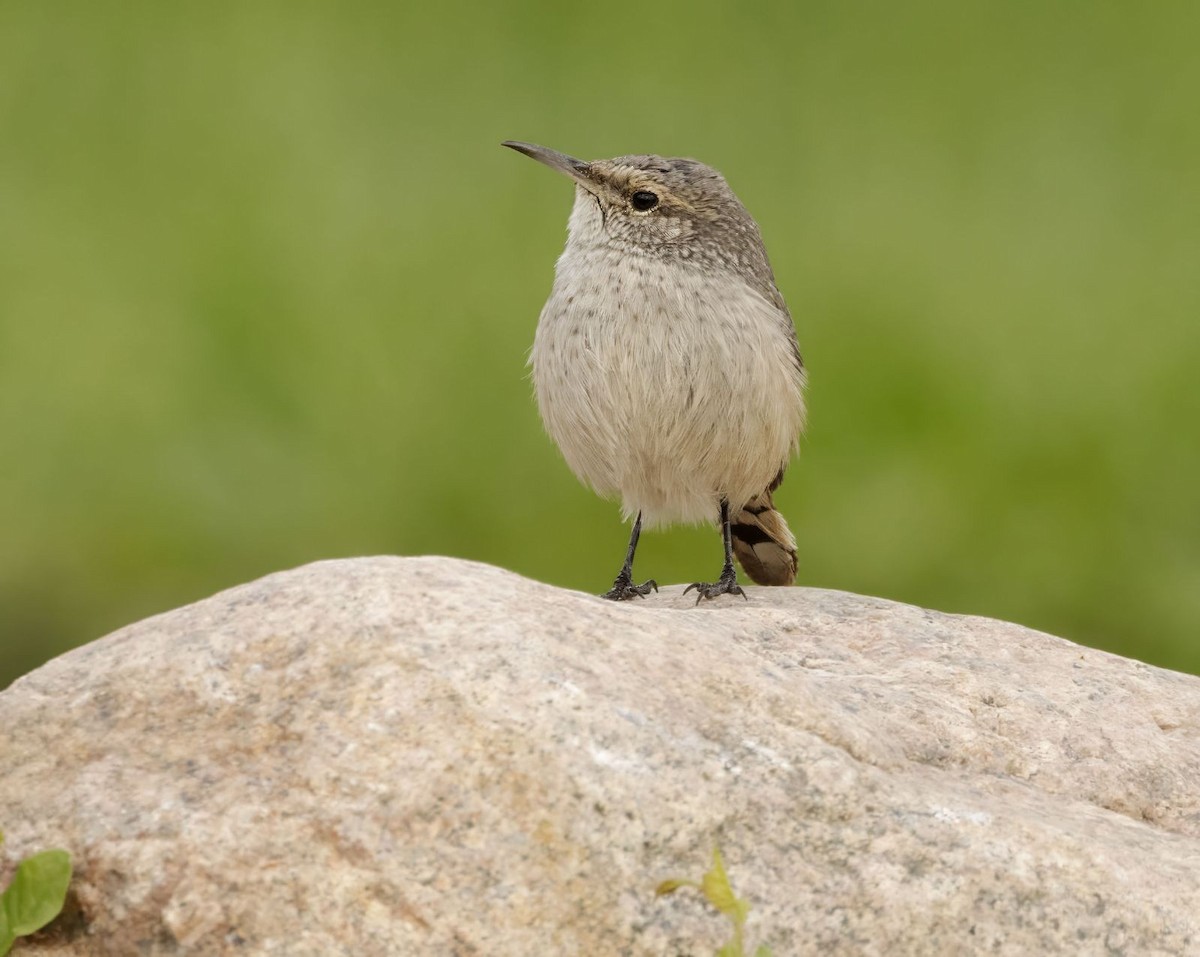 Rock Wren - ML609752985