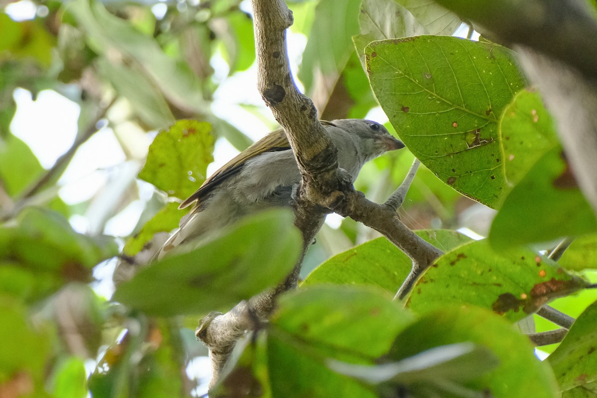 Willcocks's Honeyguide - ML609753088