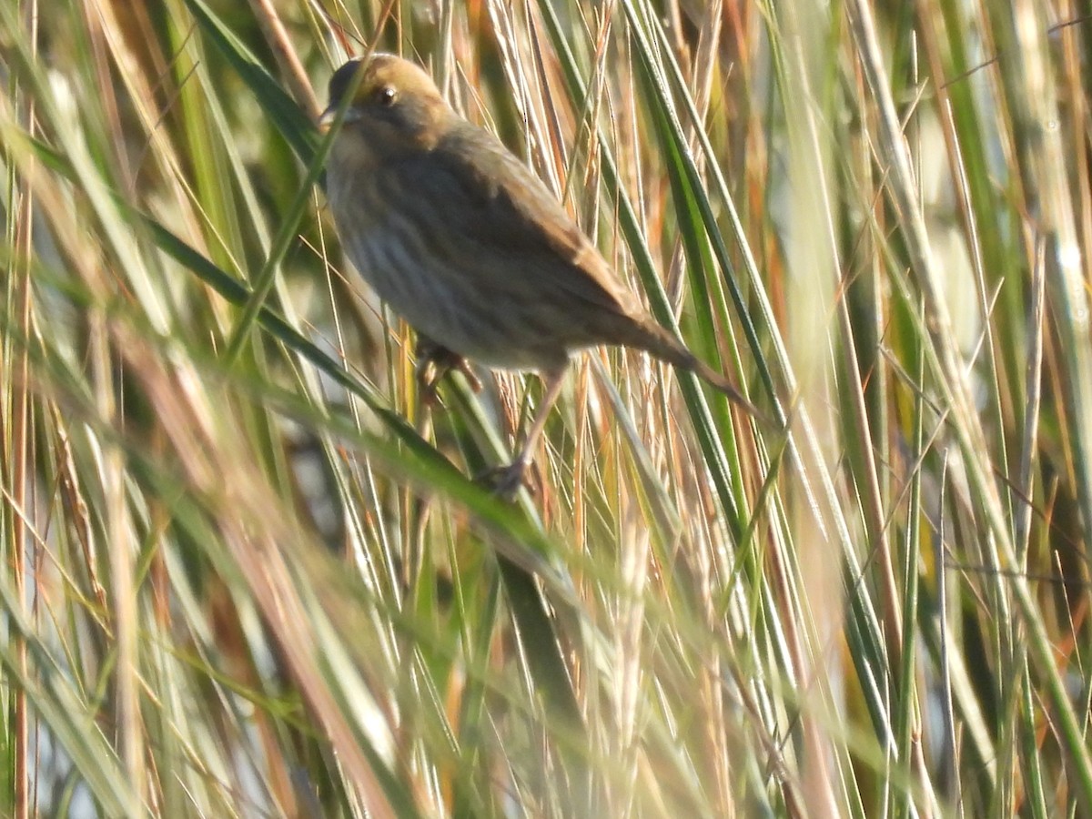 Nelson's Sparrow (Atlantic Coast) - ML609753114