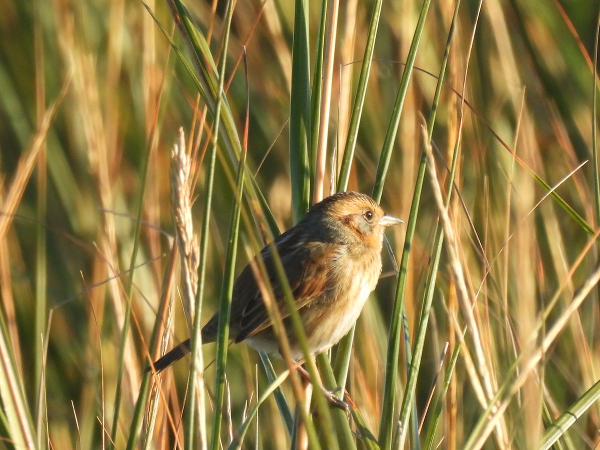 Nelson's Sparrow - Lisa Schibley