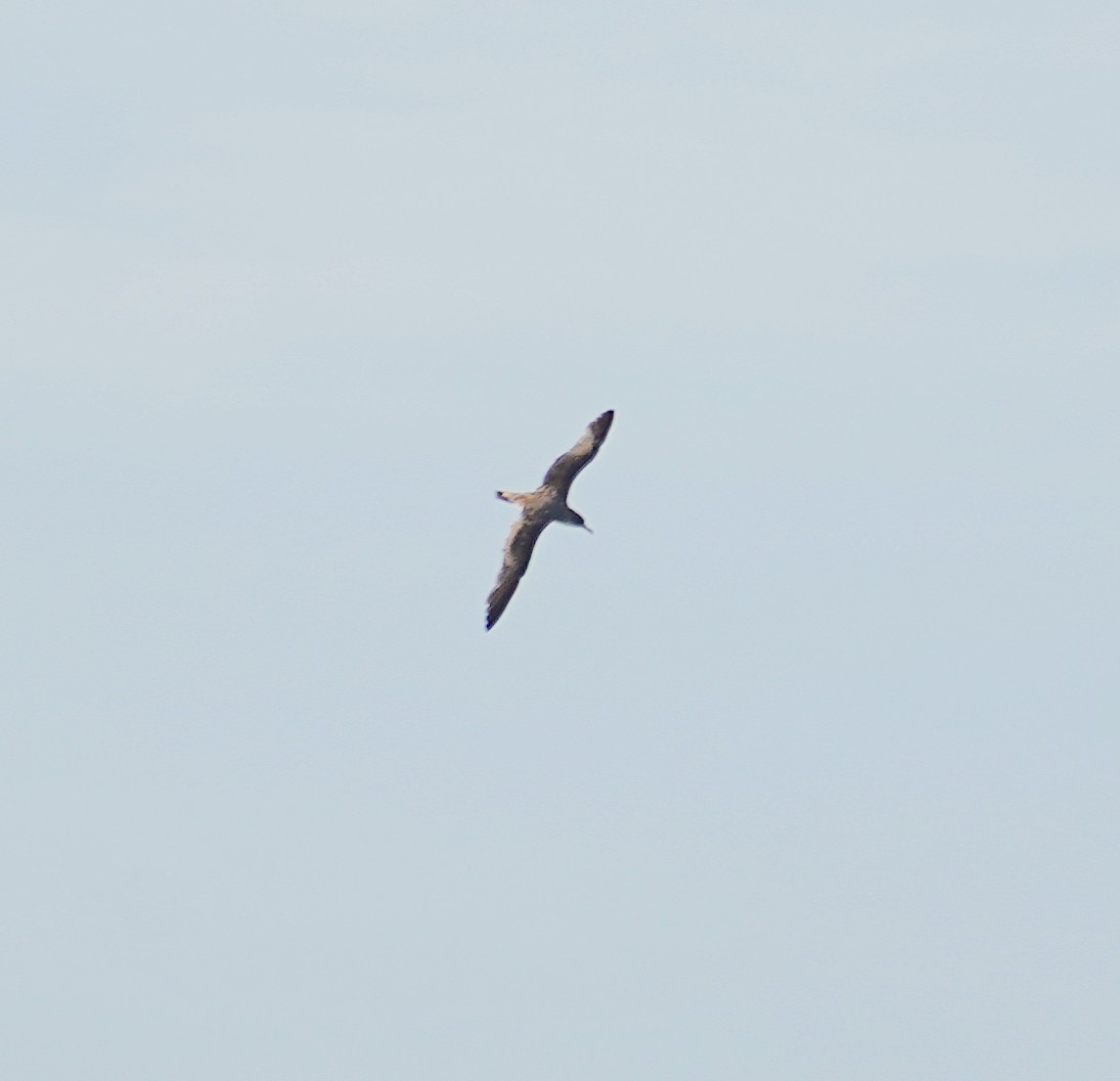 Cory's Shearwater - ML609753122